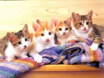 four cute kittens