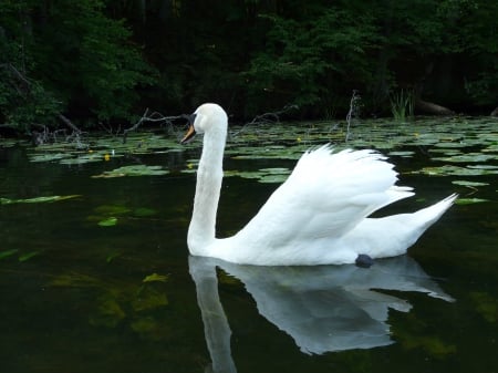 Swan - bird, river, water, swan