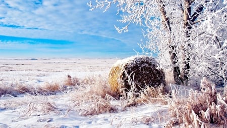 hay bale left behind in winter - winter, hay, bale, field, tree