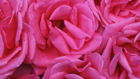 Rose Petals - flowers, roses, petals, nature