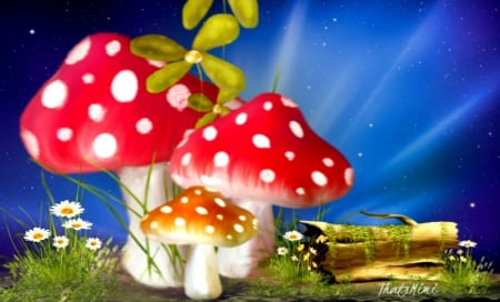 Mushrooms - mushrooms, pretty, red, blue, beautiful, flowers, daisies