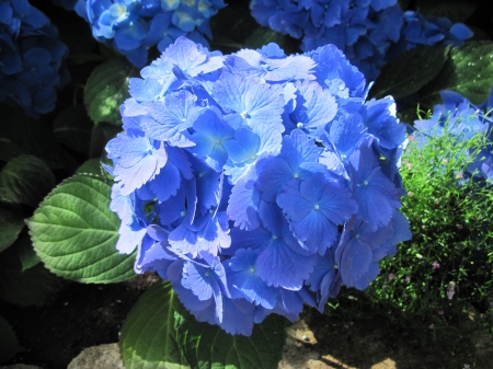 The pyramids display gardens 52 - blue, photography, green, hydrangeas, flowers, photograophy, garden