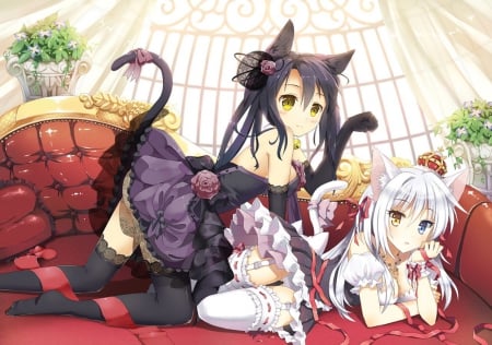 catgirls playing