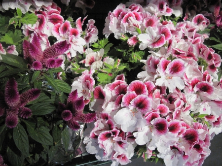 The pyramids display gardens 56 - white, Flowers, purple, garden, green, photography, geranium