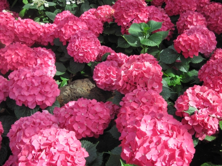 The pyramids display gardens 63 - red, photography, green, hydrangeas, flowers