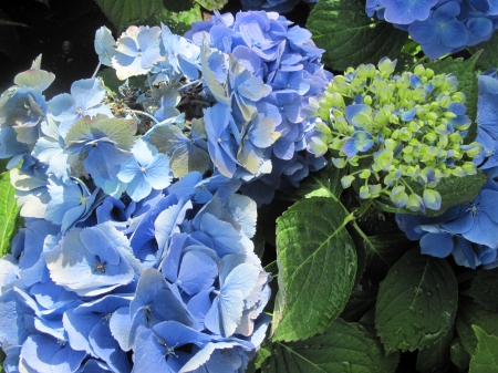 The pyramids display gardens 65 - photography, blue, green, hydrangeas, flowers, garden