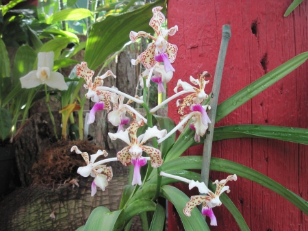 The pyramids display gardens 69 - orchids, pink, red, photography, green, flowers, garden