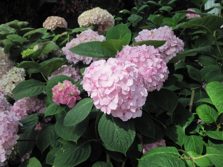 The pyramids display gardens 70 - pink, photography, green, flowers, leaf, hydrangeas