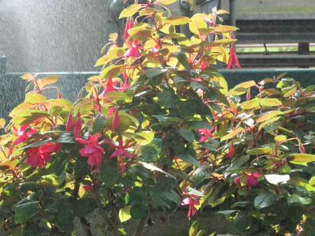 The pyramids display gardens 74 - Flowers, garden, red, green, photography, fuchsia