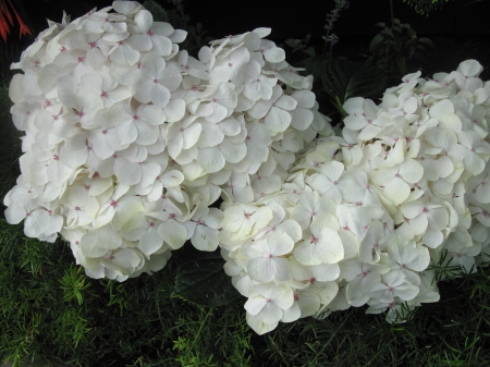 The pyramids display gardens 78 - white, photography, hydrangeas, flowers, garden