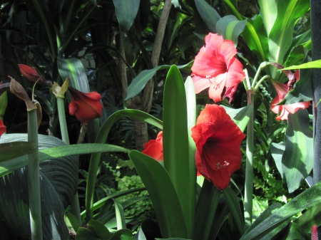 The pyramids display gardens 86 - lily, red, photography, green, flowers, garden