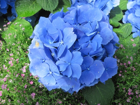 The pyramids display gardens 94 - photography, blue, green, hydrangeas, flowers, garden