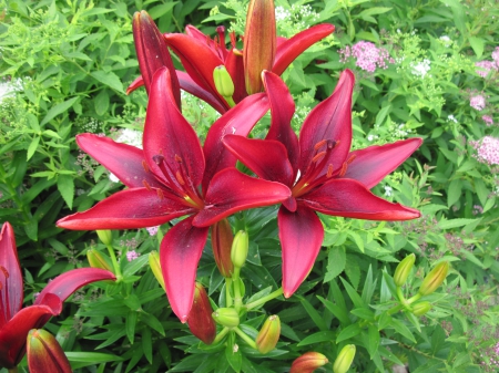 The pyramids display gardens 99 - lily, photography, green, wine color, flowers, garden