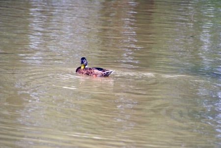 Canadian Birds Series2 - canada, ontario, series, ducks