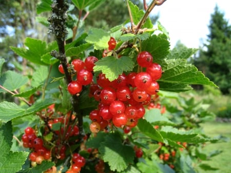 Red Currant - currant, summer, garden, red, green, berry