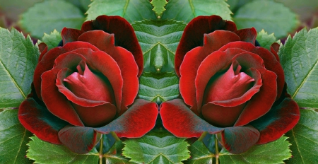 Scarlet Red Roses For My Friend Yaty - NATURE, COLLAGE, BEAUTY, FLOWERS