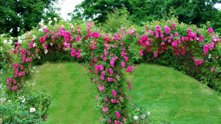 An Arch of Roses - Gardens, Pink roses, Nature, Flowers, HD, Roses