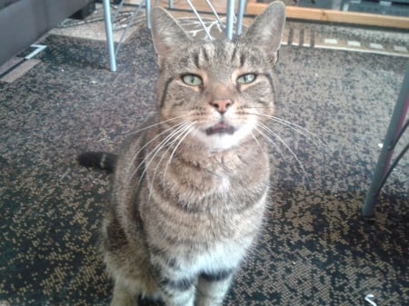 Tiggy - feed me, cheese please, you know you want to, i am so cute