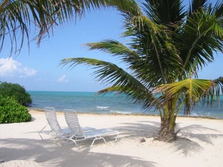 Cayman Islands - beach, chairs, beachchairs, sea, palm