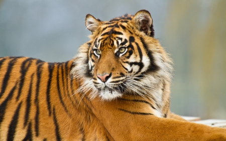 Tigris - tigris, nature, cats, tigers, animals