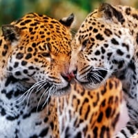 Leopard Love