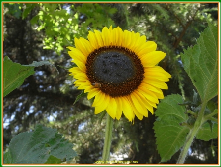 un girasole - campi, estate, natura, fiori, girasoli