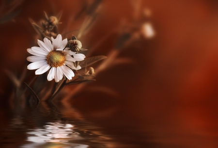 Flower - flower, water, reflection, daisy