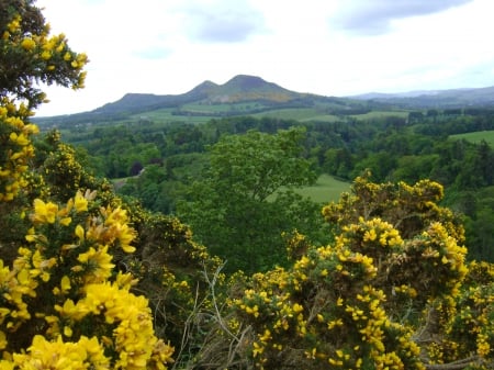 scotsview - green, mountain, trees, yellow