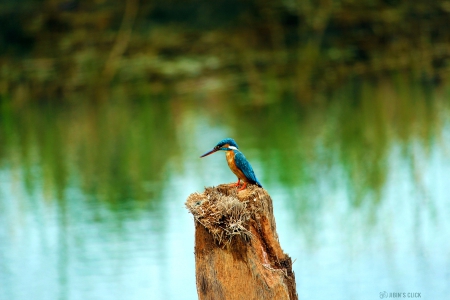 kingfisher..................................... - nature, canon, beauty, photography, birds