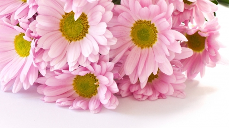 Soft and Delicate - autumn, soft, chrysanthemum, summer, fragrant, fall, floral, pink, flowers, garden