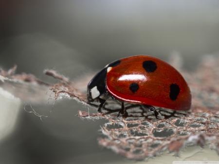 LADYBUG ON LACE - red, spots, photos, close up, ladybug, insects, bugs, natural, macro, nature