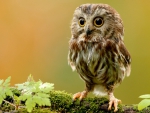 CUTE LITTLE OWL