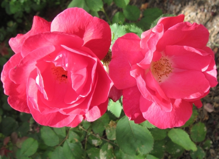 Flowers on a walking day 01 - roses, red, photography, green, flowers, garden