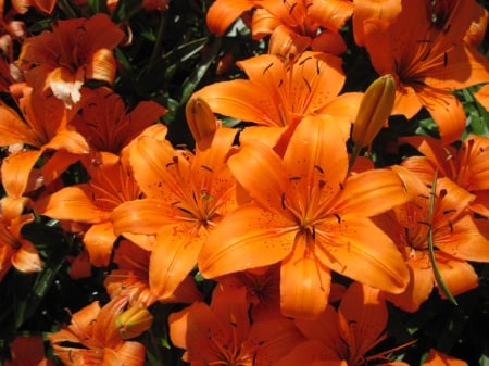 Flowers on a walking day 03 - lily, photography, orange, flowers, garden