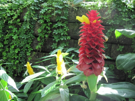 Flowers on a walking day 04 - yellow, red, photography, green, flowers, garden