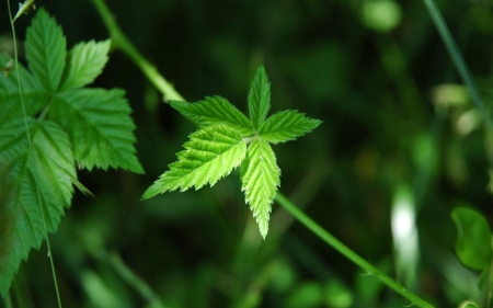 Green Leaves in the Forest - trees, nature, green, stem, forest, light, limbs, leaves