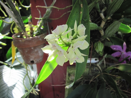 Flowers on a walking day 08 - Orchids, white, Flowers, garden, green, photography