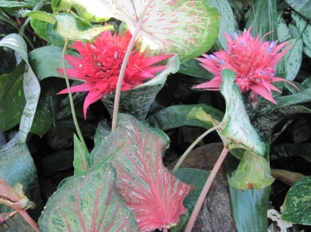 Flowers on a walking day 09 - pink, photography, green, bromeliads, flowers, garden