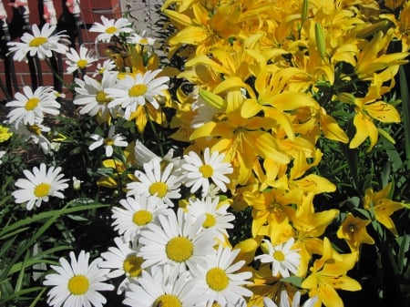 Flowers on a walking day 11 - white, Flowers, yellow, garden, green, photography, Lily, Daisy