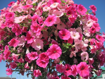 Flowers on a walking day 12 - red, pink, flowers, photography, petunias, green