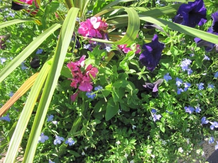 Flowers on a walking day 14 - purple, pink, photography, green, petunias, flowers