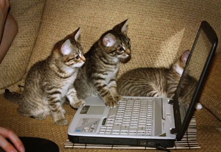 cute kittens and computer - computer, cats, kittens, cute