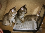 cute kittens and computer