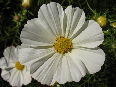 Big Daisy - flower, nature, daisy, flora