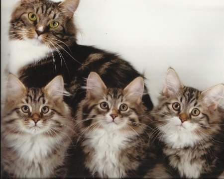 Mothre cat and kittens - paws, four, cute, kittens