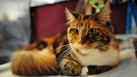 Maine coon cat - maine coon, cute, paws, cat, calico