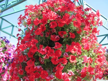 Flowers on a walking day 21 - pink, red, photography, petunias, green, flowers, basket