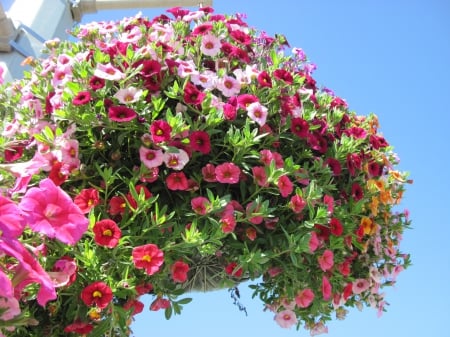 Flowers on a walking day 22 - pink, red, photography, petunias, green, flowers, basket