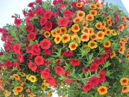 Flowers on a walking day 23 - red, photography, petunias, orange, green, flowers, basket