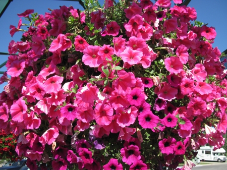 Flowers on a walking day 24 - basket, Flowers, red, green, photography, petunias, pink